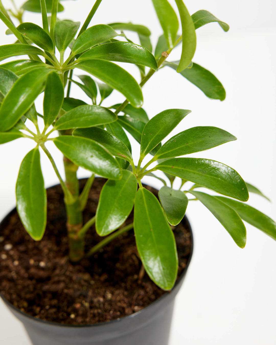 Close-up of Schefflera Gold Capella base showing multiple glossy green palmate leaf clusters emerging from slender stems in a black grower pot against a white background