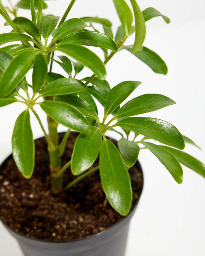 Close-up of Schefflera Gold Capella base showing multiple glossy green palmate leaf clusters emerging from slender stems in a black grower pot against a white background
