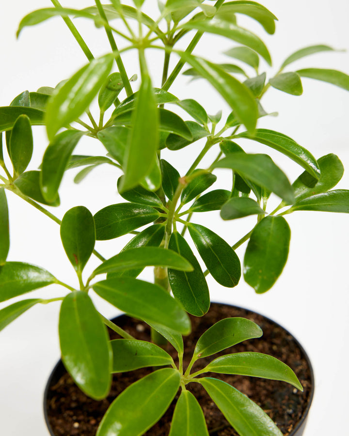Close-up of Schefflera Gold Capella showing glossy dark green palmate leaf clusters arranged in spoke-like patterns on slender upright stems against a white background