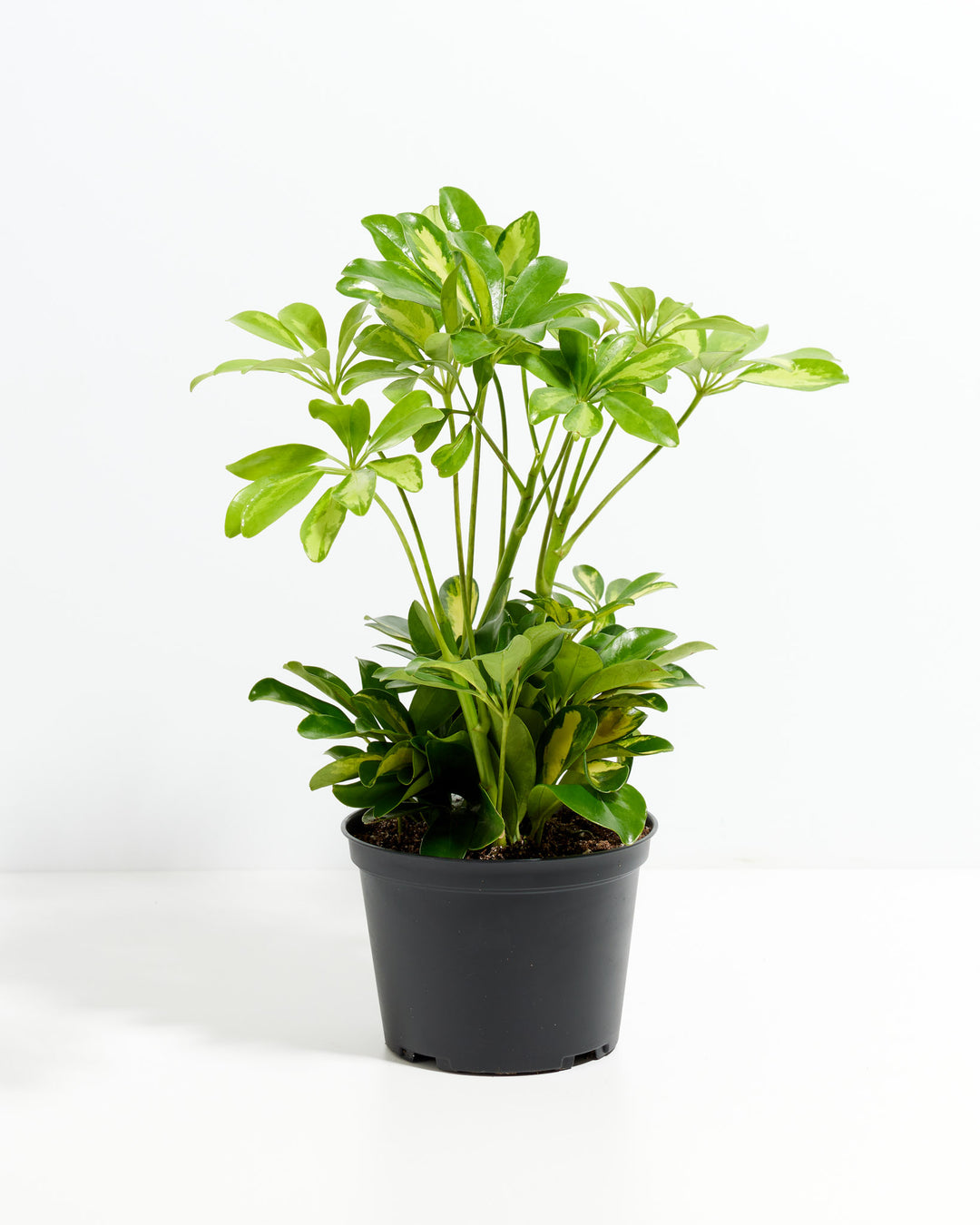 Schefflera Gold Capella umbrella plant in a 6-inch black grower pot with dense bushy growth showing green and yellow variegated palmate leaves against a white background