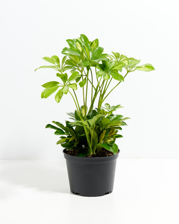 Schefflera Gold Capella umbrella plant in a 6-inch black grower pot with dense bushy growth showing green and yellow variegated palmate leaves against a white background