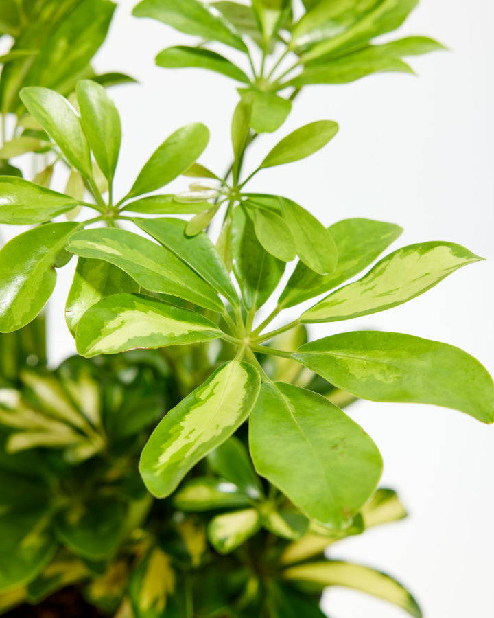 Close-up of Schefflera Gold Capella showing bright green and yellow variegated palmate leaf clusters with glossy texture against a white background