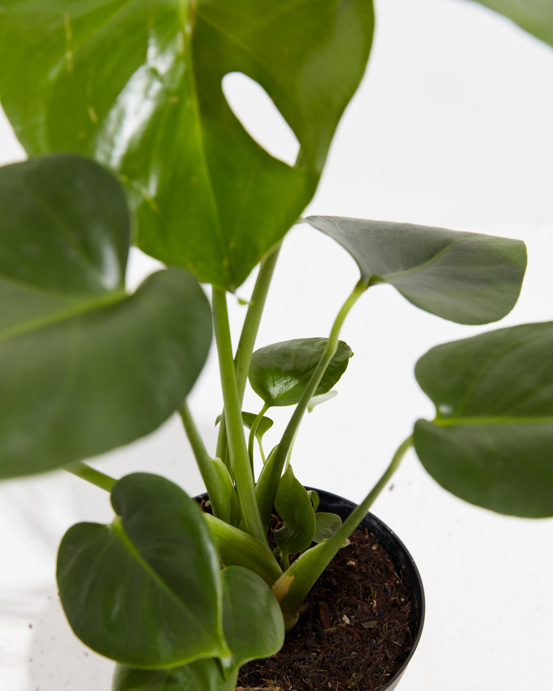 A close-up detail of a Monstera Deliciosa (Split Leaf Philodendron) highlighting its green stems and glossy, heart-shaped leaves as they emerge from the soil in a black grower pot against a white background.