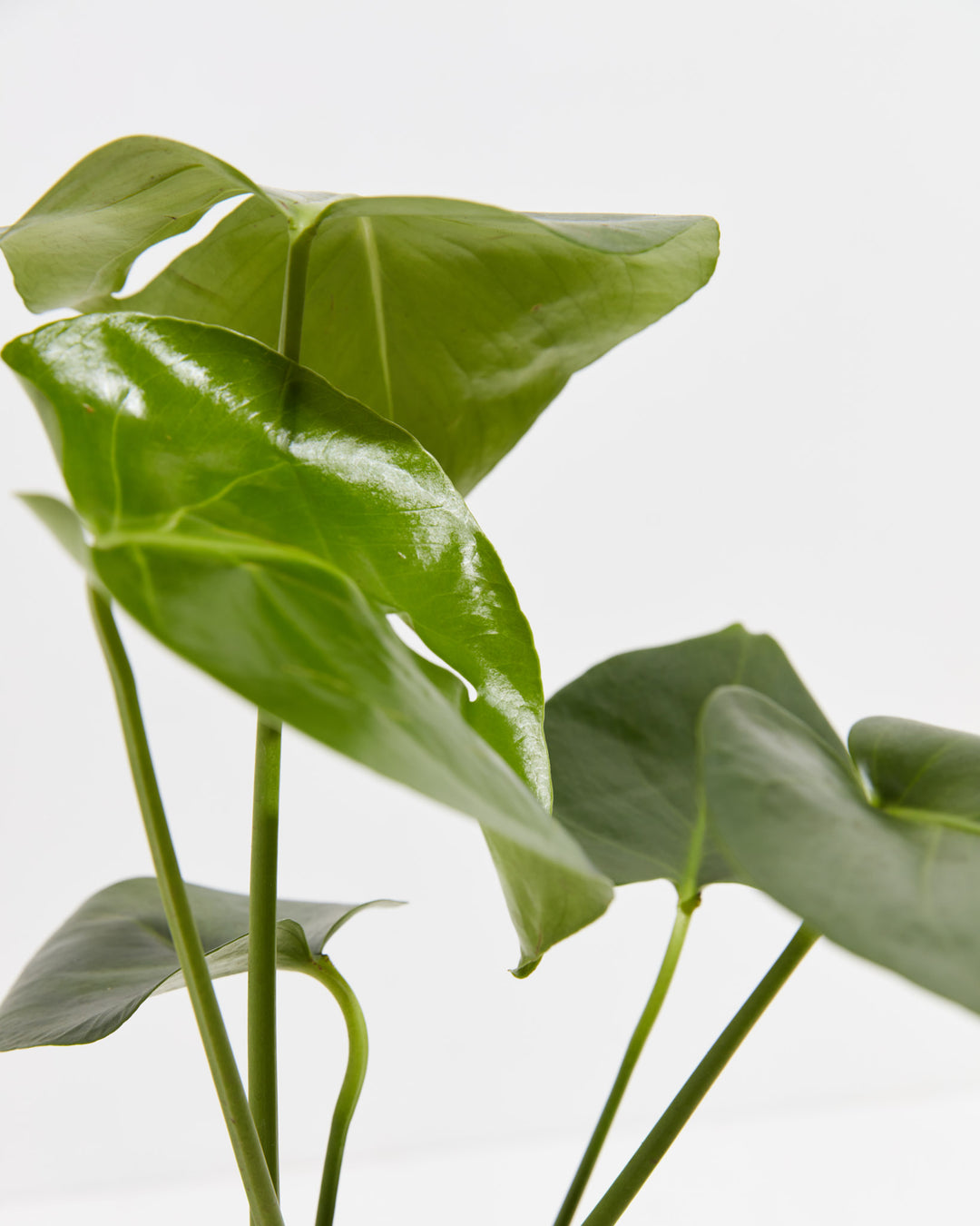 A close-up detail of a Monstera Deliciosa (Split Leaf Philodendron) highlighting its slender green stems and glossy, heart-shaped leaves against a white background.