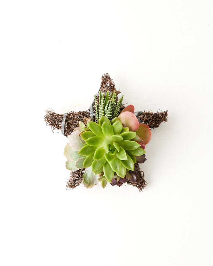 8" Fresh Live Succulent Star Ornament, Lively Root, Plant, , , , 