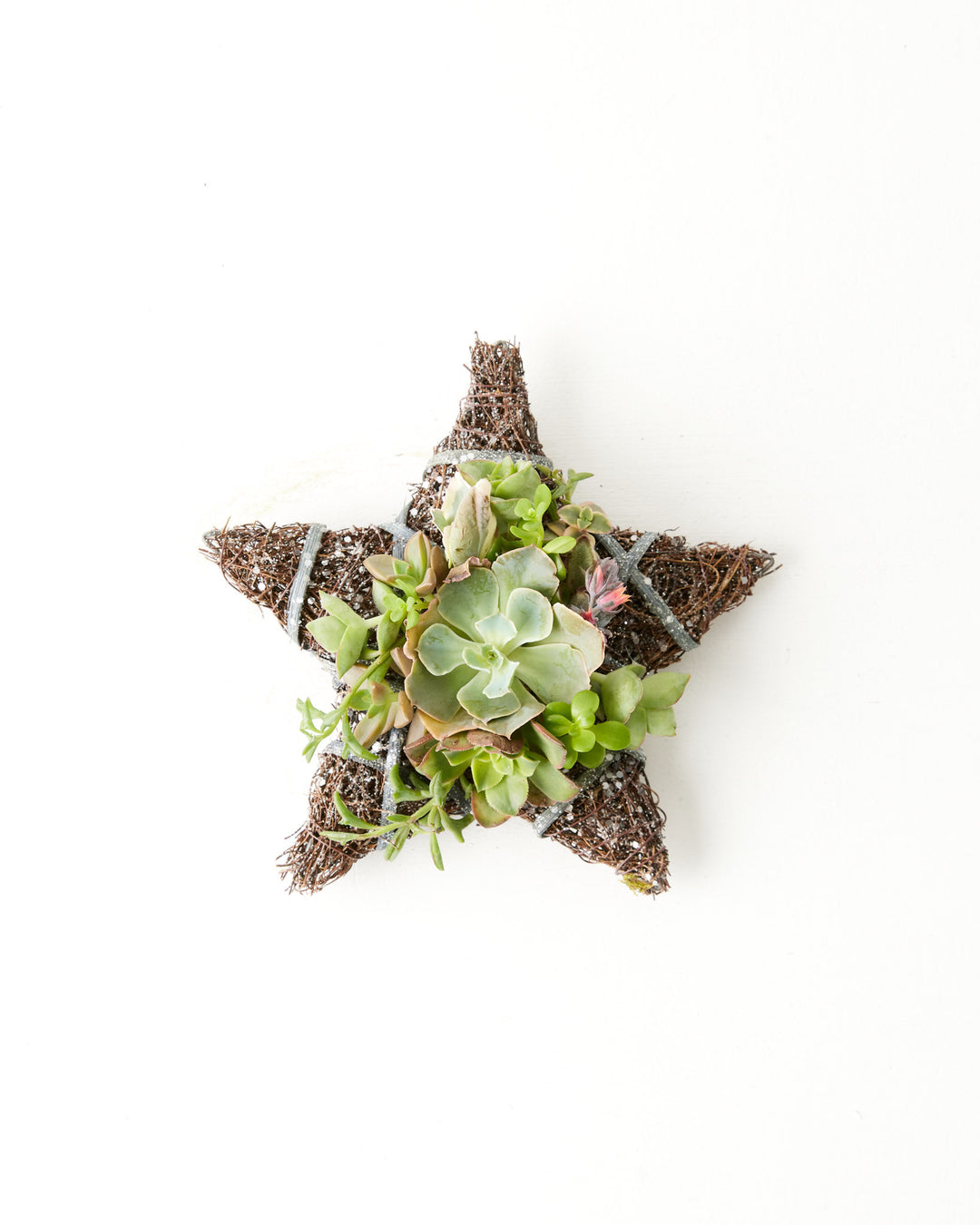 8" Fresh Live Succulent Star Ornament, Lively Root, Plant, , , , 