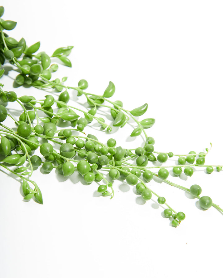 String of Pearls Plant close-up of cascading round bead-like leaves on delicate trailing vines – Curio rowleyanus succulent foliage detail