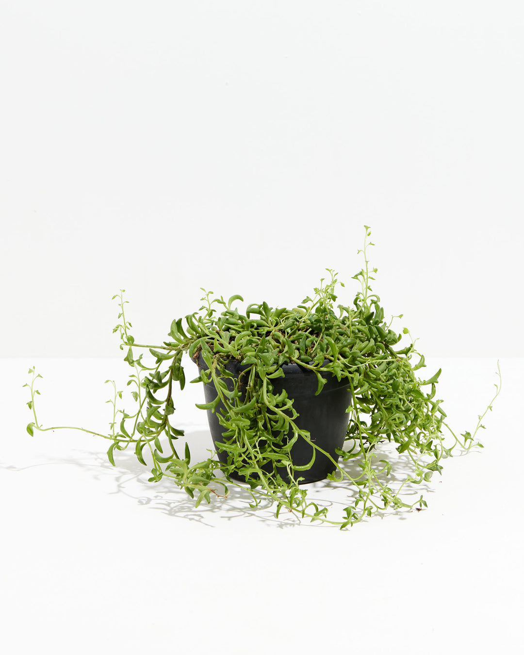 String of Dolphins, Lively Root, Plant, Size, Medium, , 
