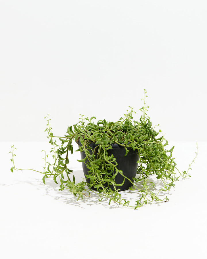 String of Dolphins, Lively Root, Plant, Size, Medium, , 