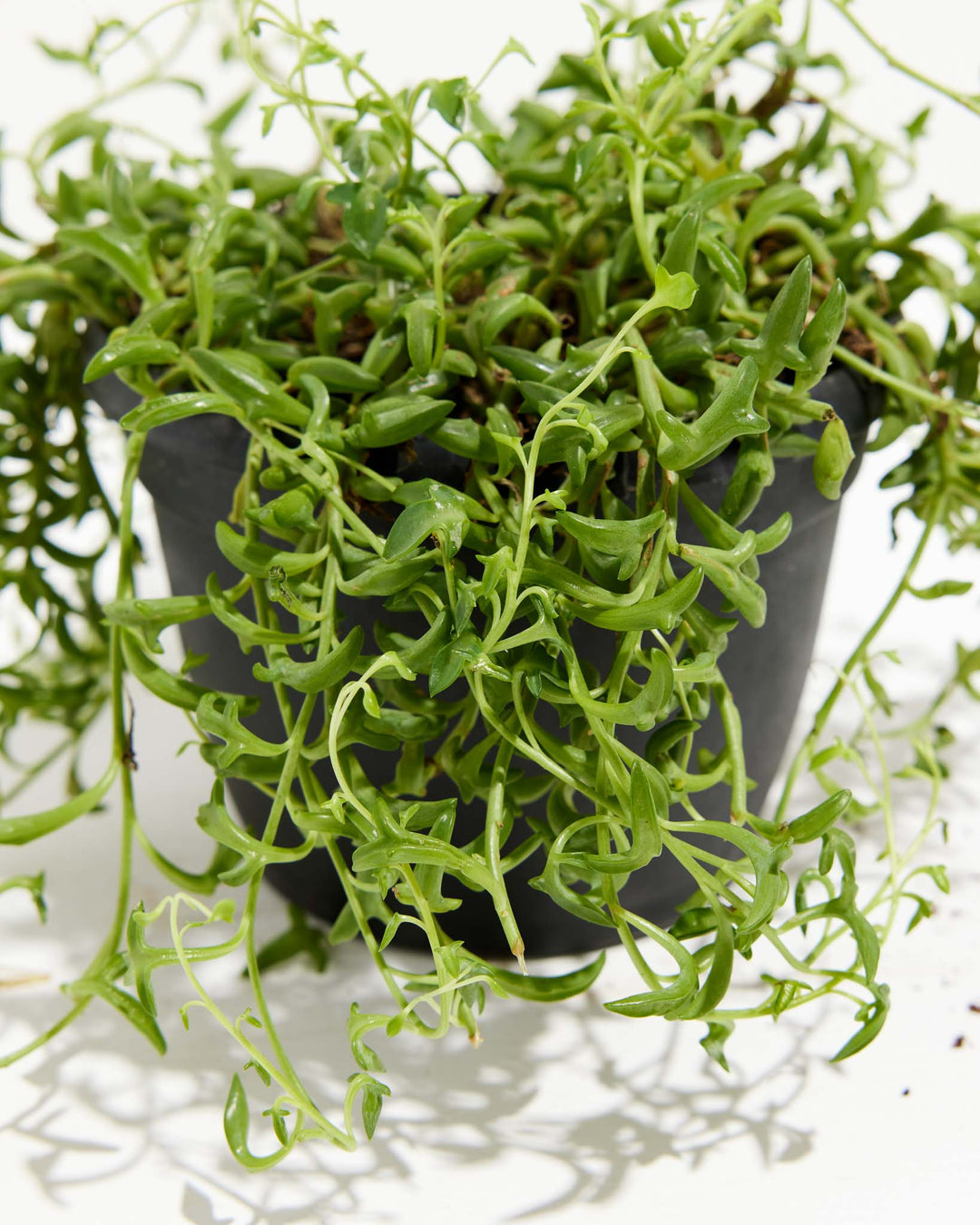 String of Dolphins, Lively Root, Plant, , , , 