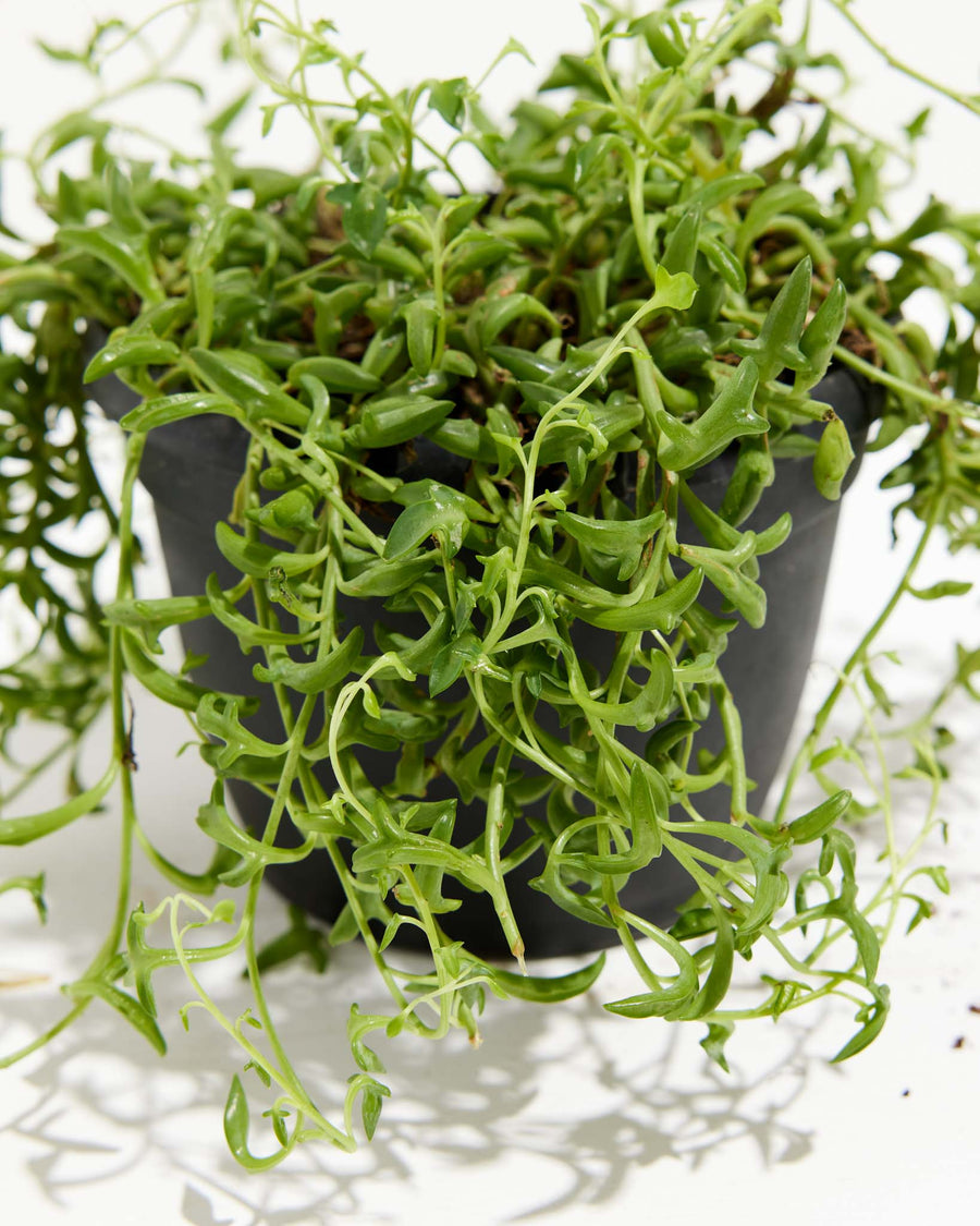 String of Dolphins, Lively Root, Plant, , , , 