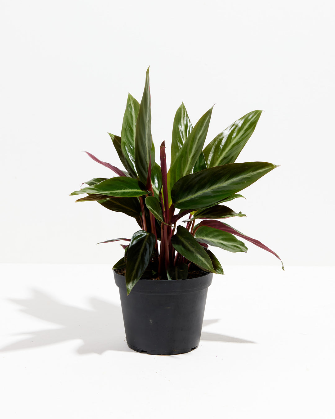 Stromanthe Sanguina, Lively Root, Plant, Size, Medium, , 