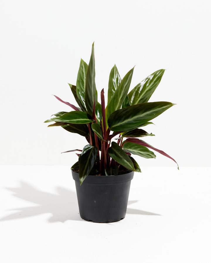 Stromanthe Sanguina, Lively Root, Plant, Size, Medium, , 
