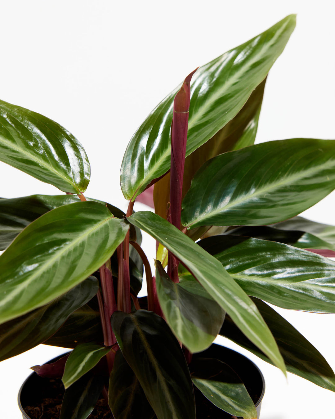 Stromanthe Sanguina, Lively Root, Plant, , , , 