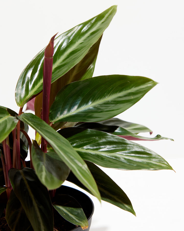 Stromanthe Sanguina, Lively Root, Plant, , , , 