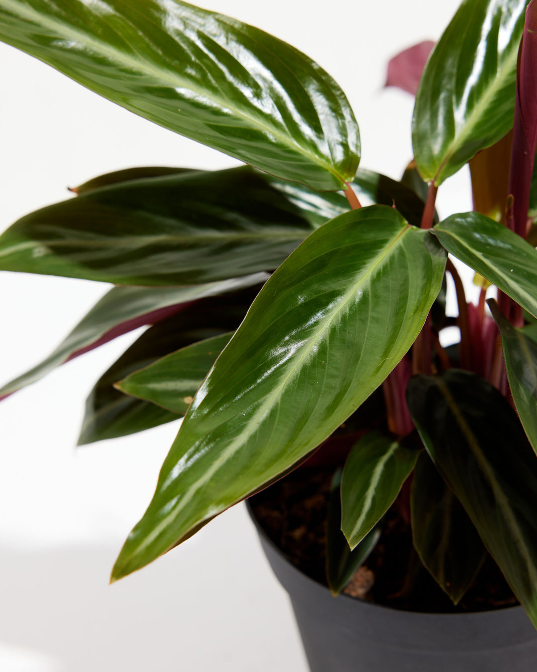 Stromanthe Sanguina, Lively Root, Plant, , , , 