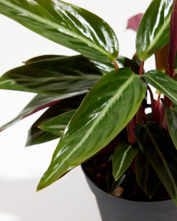 Stromanthe Sanguina, Lively Root, Plant, , , , 