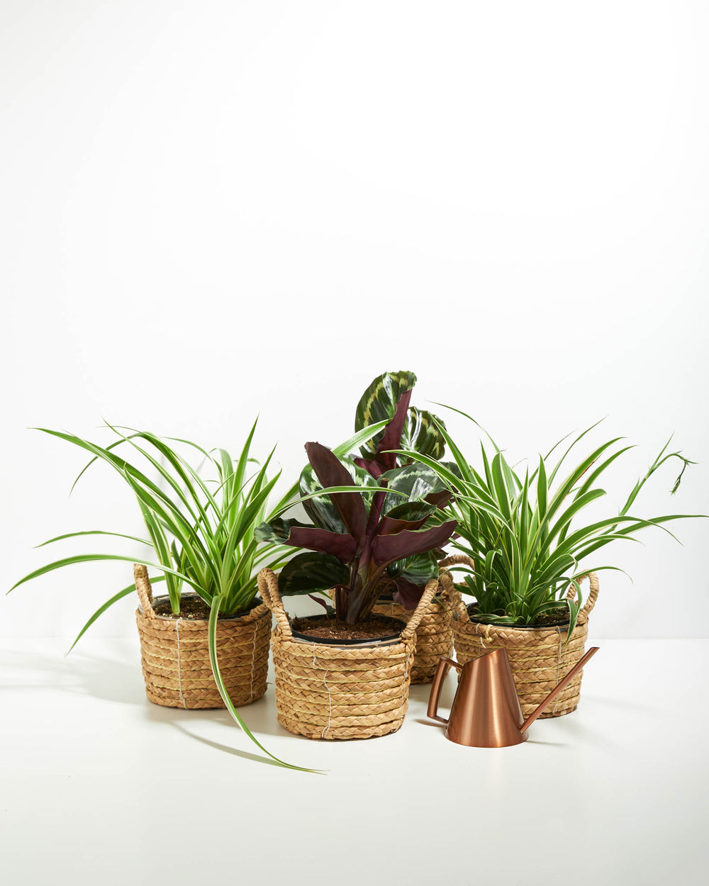 Strut Your Stuff Plant Collection