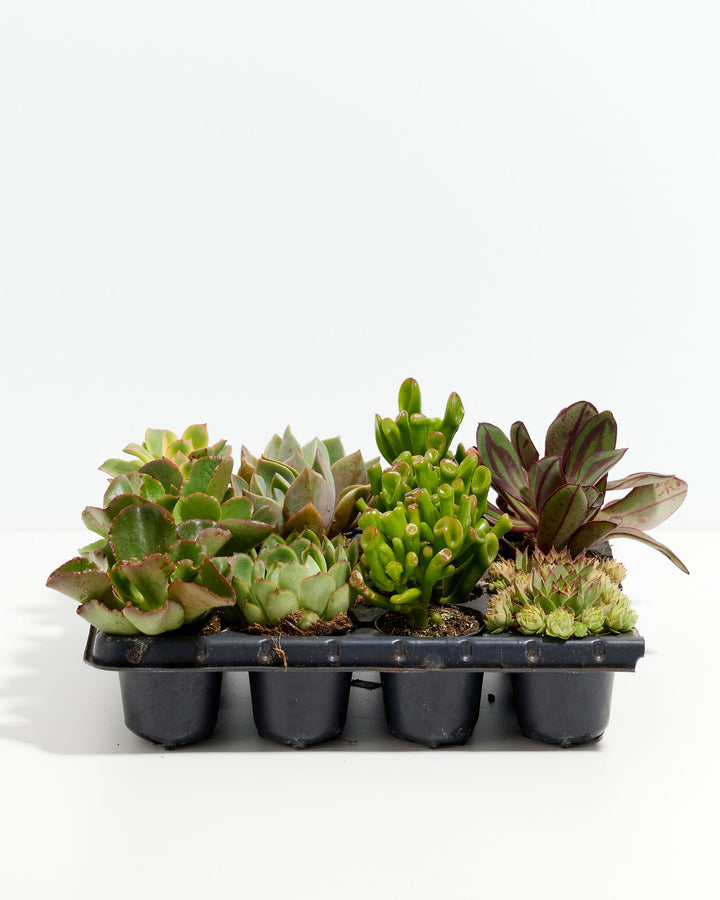 Cutie Little Baby Succulents 16 pack, mixed succulent varieties in individual black nursery pots, grower flat with Aeonium, Sedum, and Echeveria species, beginner-friendly houseplants