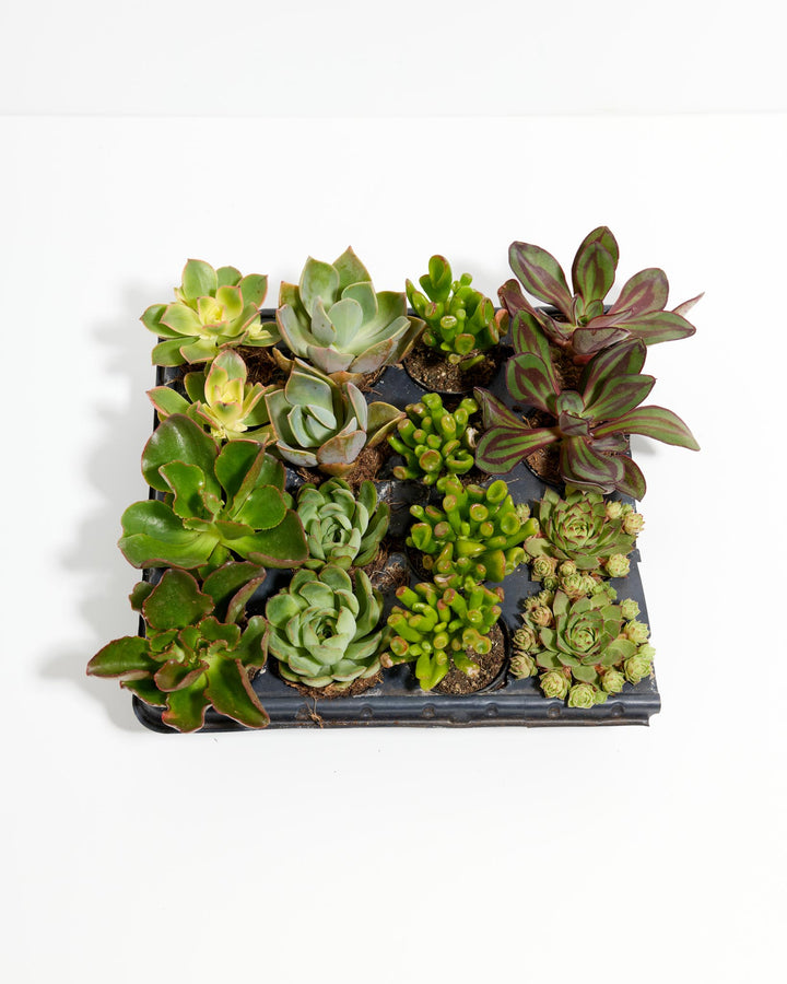 Succulent variety pack 16 count overhead, diverse beginner succulents with pale rosettes and deep burgundy foliage, compact black starter tray, propagation-ready collection