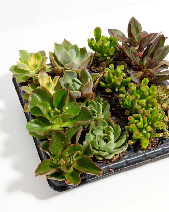 Succulent assortment 16 pack angle shot, multiple miniature succulent types with varied leaf colors and textures in black propagation tray, individual potted plantlets