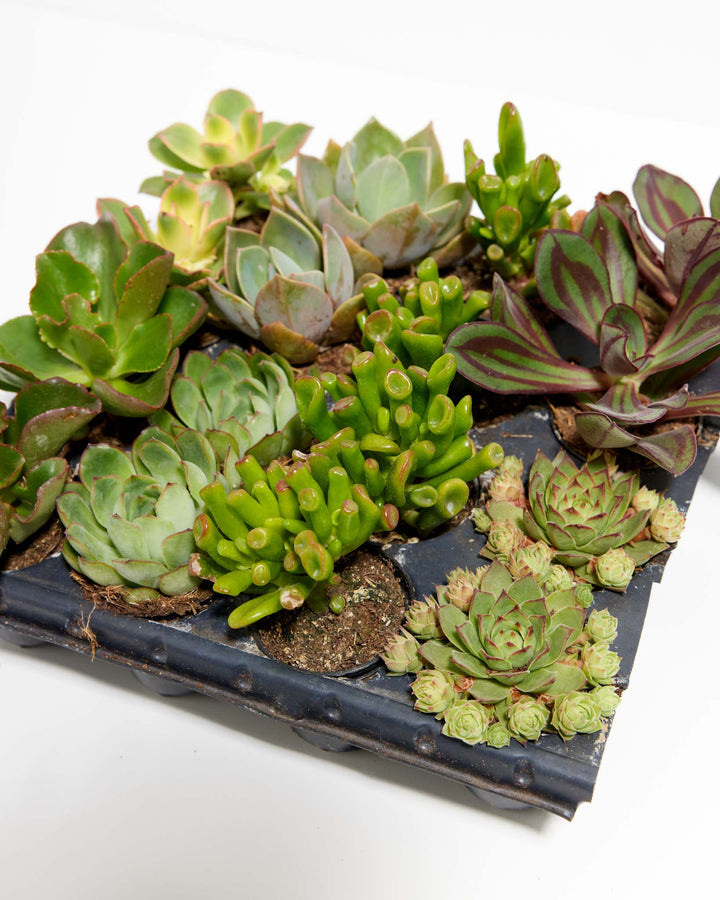 Mixed succulent collection 16 pack detail, diverse varieties including green rosettes, burgundy-striped foliage, and lime Sedum in separate compartments, close-up propagation view