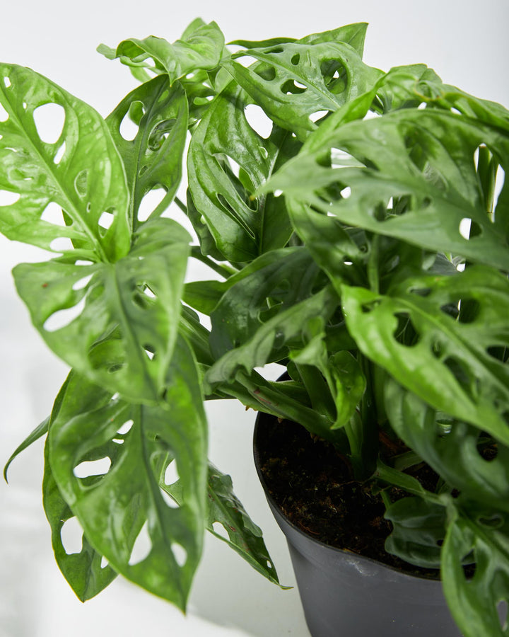 Swiss Cheese Plant featuring a close-up detail view focusing on its dense cluster of bright green, glossy leaves showcasing distinct, oval-shaped holes or fenestrations, growing out of a black plastic grower pot, set against a clean white background.