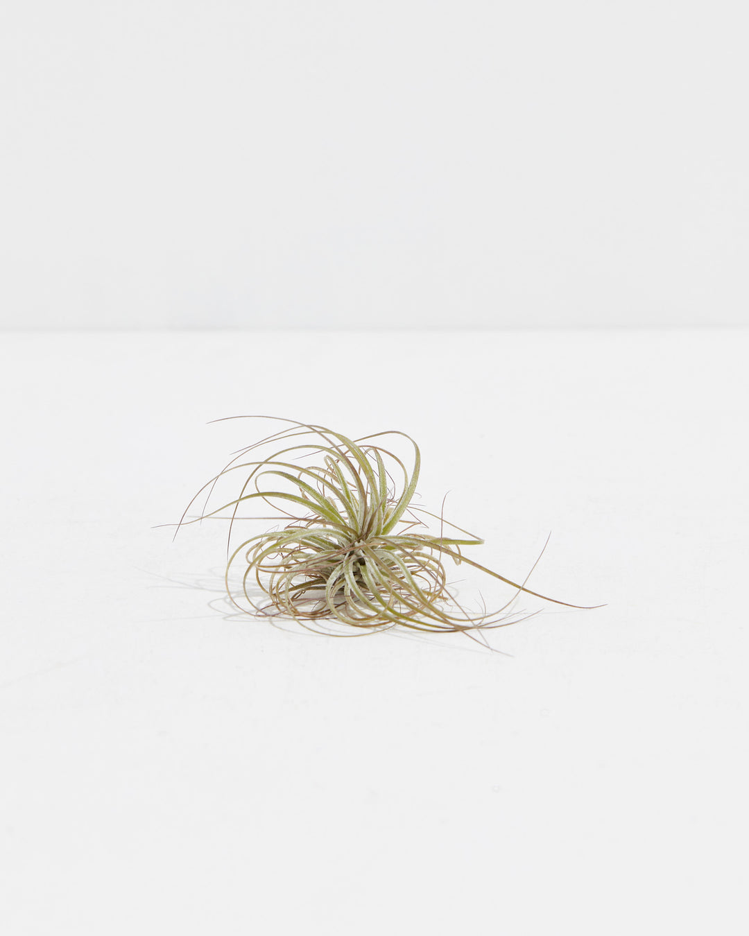 T. Stricta Air Plant, Lively Root, Plant, , , , 