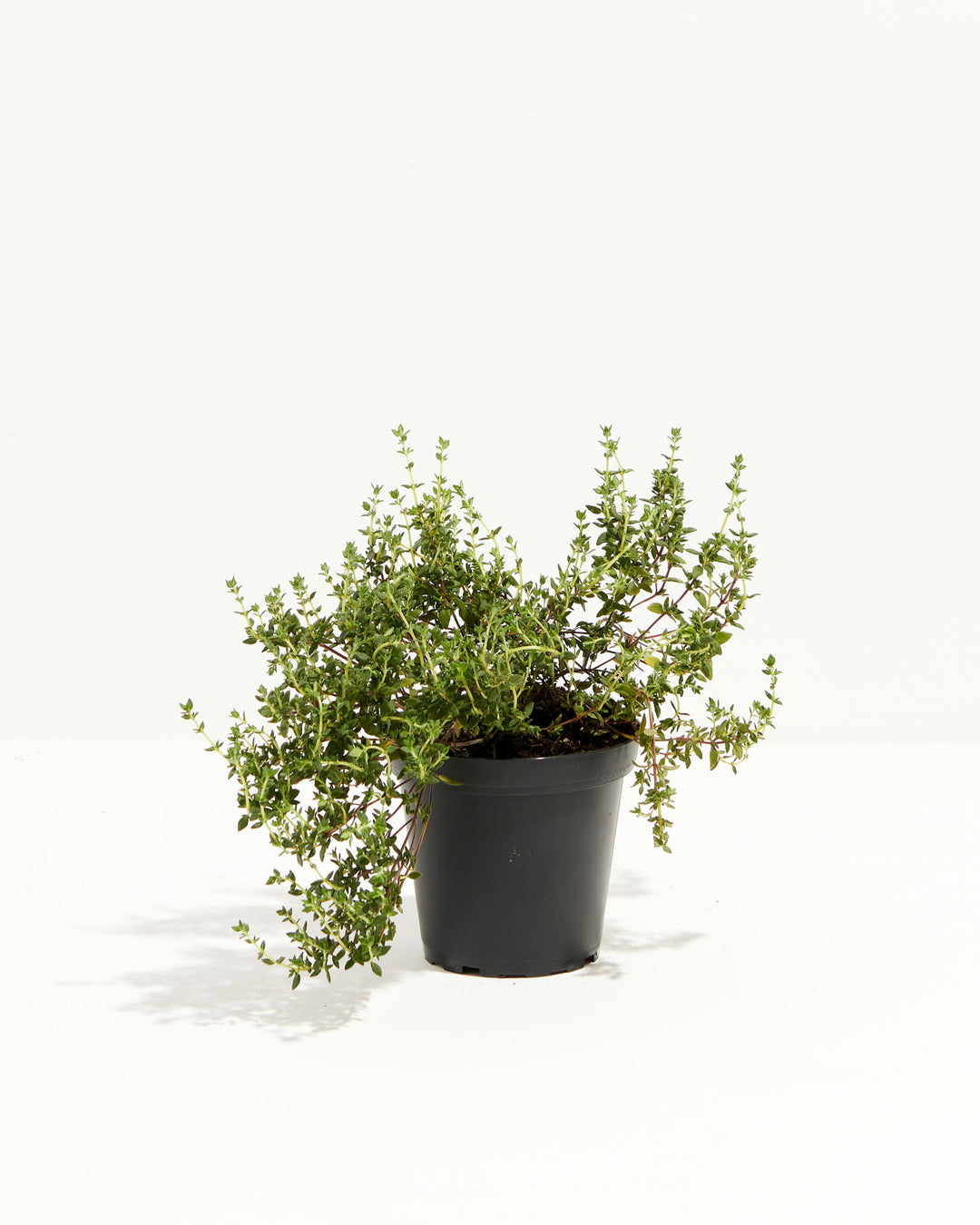 Thyme French, Lively Root, Plant, Size, Small, , 