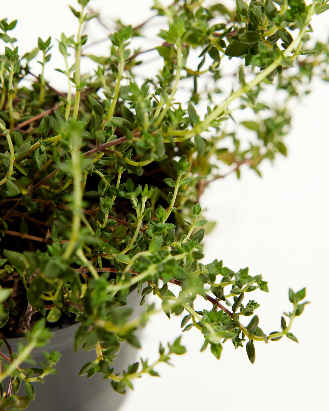 Thyme French, Lively Root, Plant, , , , 