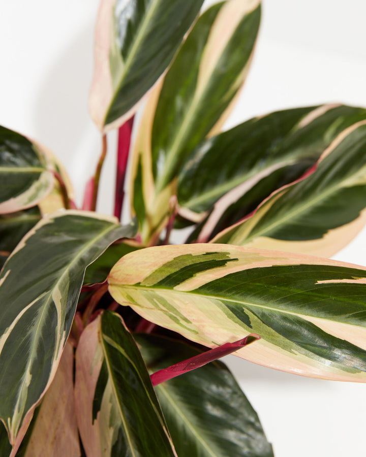 Overhead close-up of Stromanthe Triostar (Stromanthe sanguinea) showing tricolor pink, cream, and green variegated leaves with deep red stems on white background
