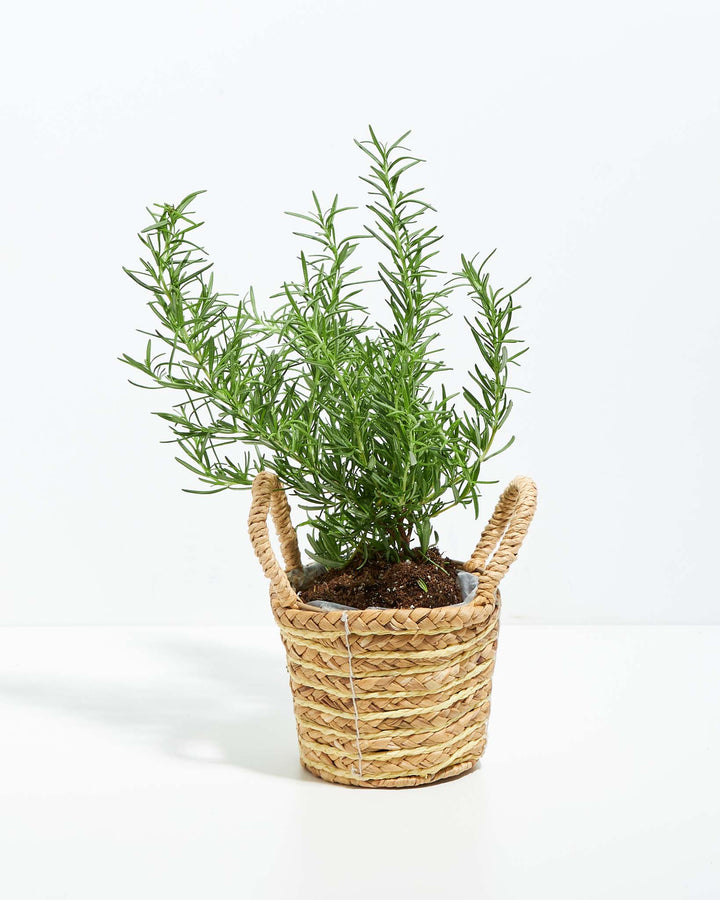 Tuscan Blue Rosemary