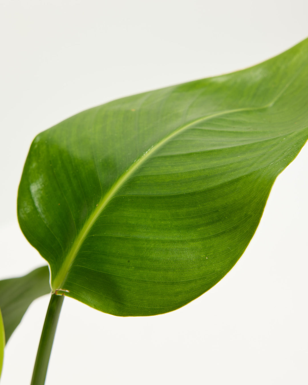 An extreme close-up view capturing the fine texture and prominent center vein of a broad, vibrant green leaf from an Orange Bird of Paradise plant against a white studio backdrop.