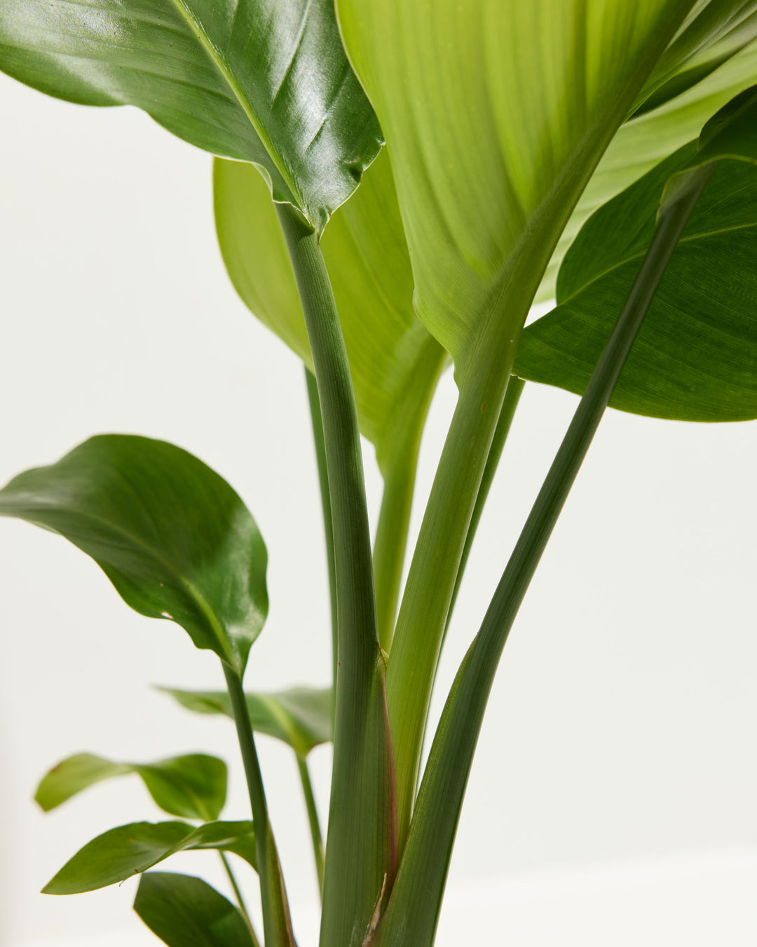 An extreme close-up view highlighting the thick, smooth green stalks and broad tropical foliage of an Orange Bird of Paradise plant against a bright white background.