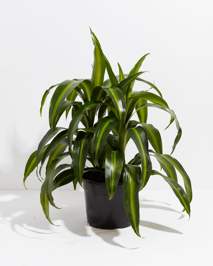 Hawaiian Sunshine Dragon Tree (Dracaena), Lively Root, Plant, Size, Large, , 