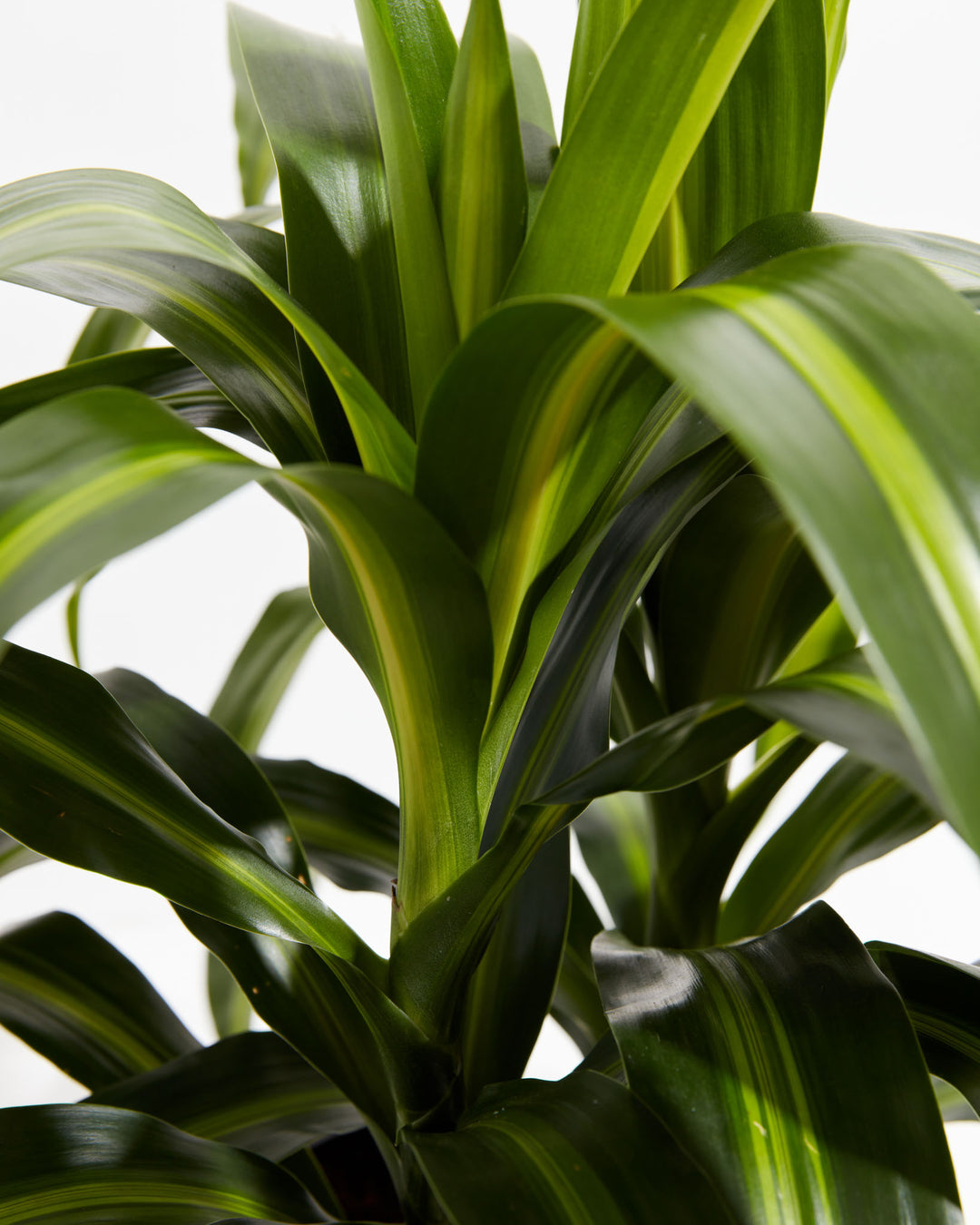 Hawaiian Sunshine Dragon Tree (Dracaena), Lively Root, Plant, , , , 