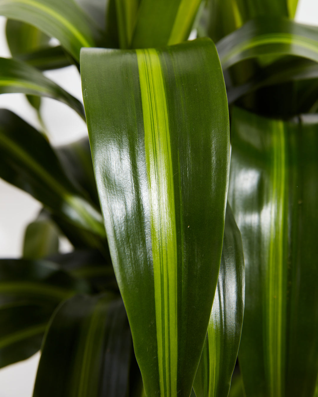 Hawaiian Sunshine Dragon Tree (Dracaena), Lively Root, Plant, , , , 