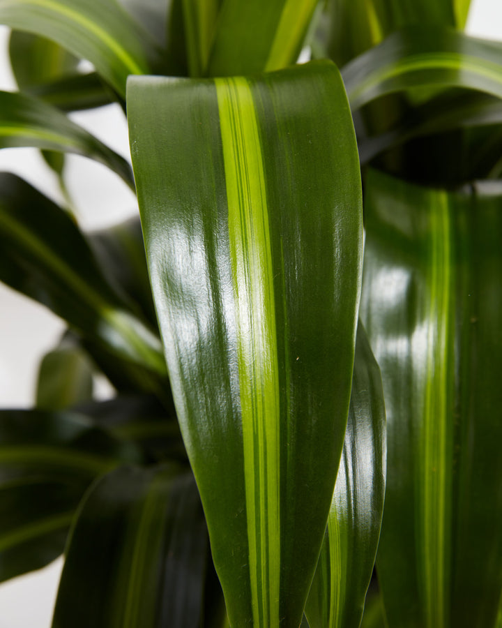 Hawaiian Sunshine Dragon Tree (Dracaena), Lively Root, Plant, , , , 