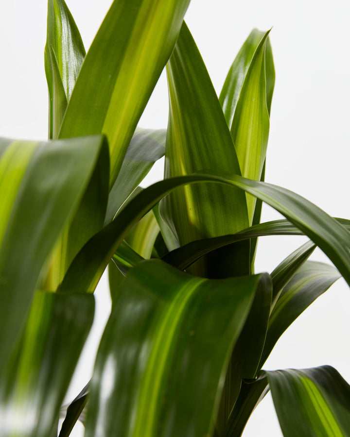 Hawaiian Sunshine Dragon Tree (Dracaena), Lively Root, Plant, , , , 