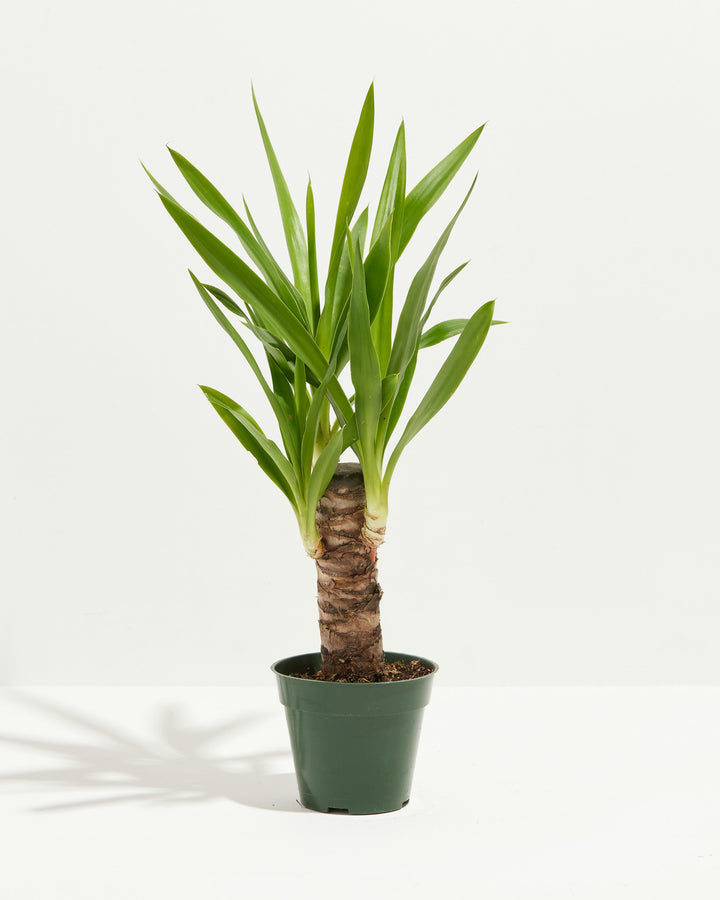 Yucca Cane Plant