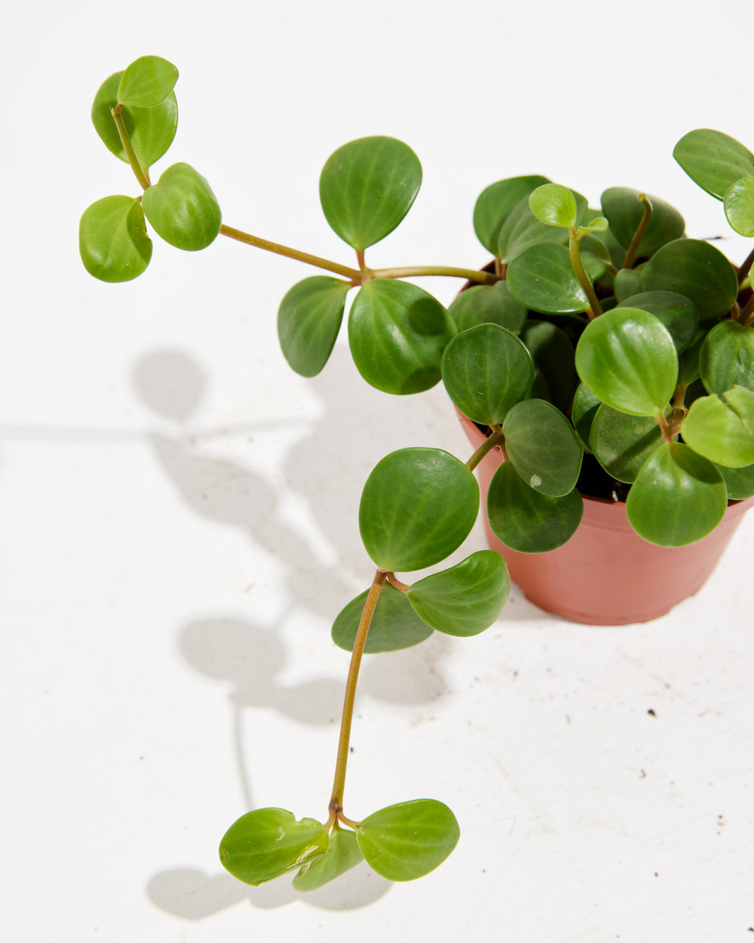 Side view of Peperomia Hope plant highlighting long trailing reddish stems with round leaves cascading from a terracotta grower pot