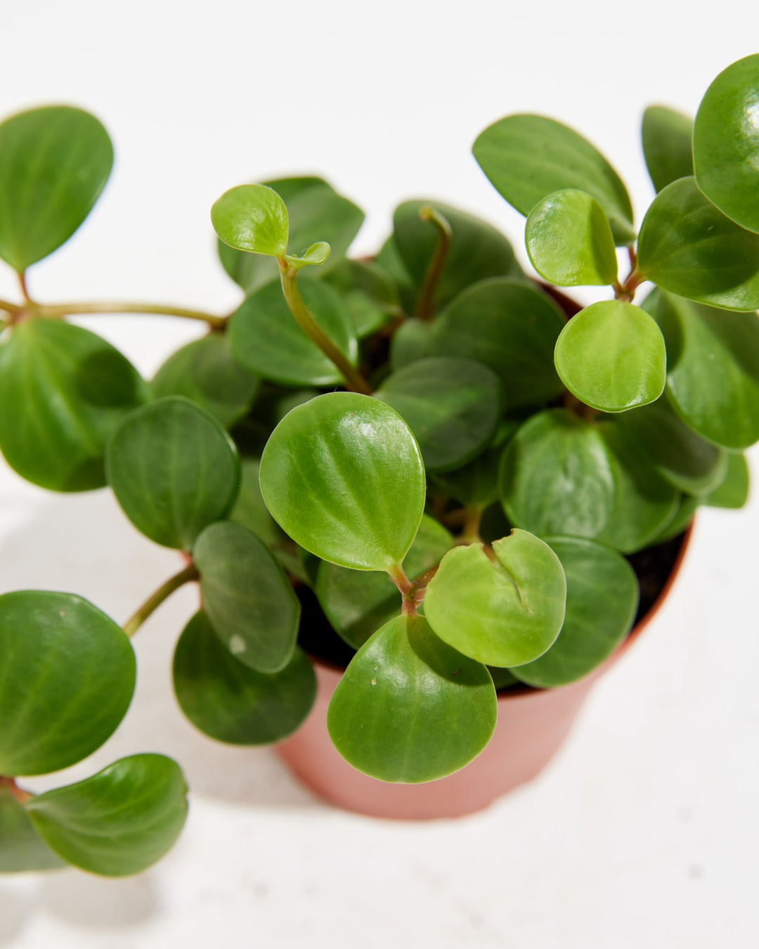 Overhead close-up of Peperomia Hope showing dense clusters of round glossy dark green leaves in a pink terracotta grower pot