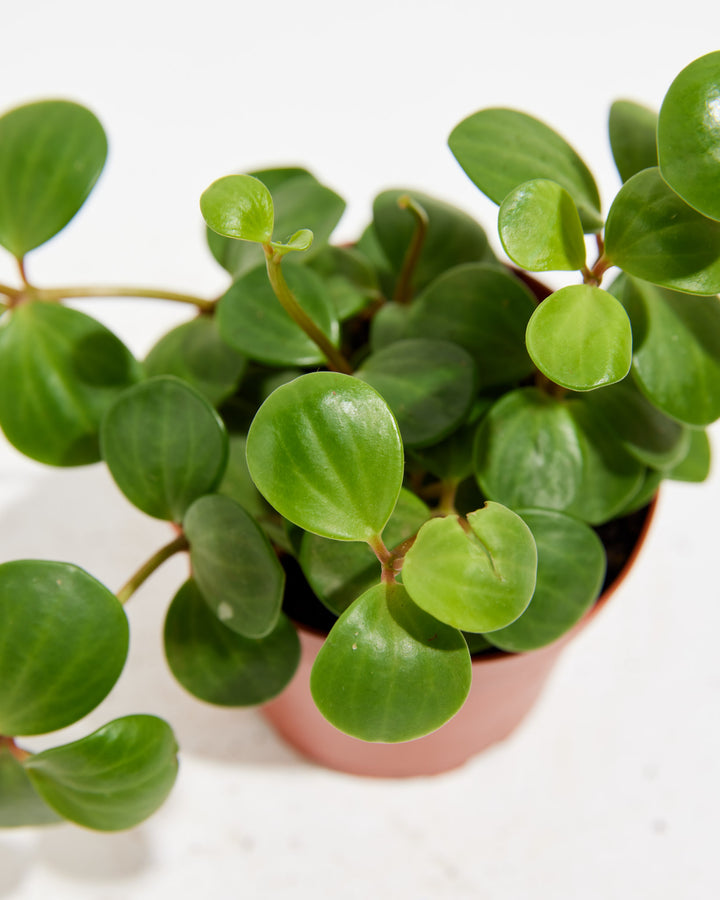 Overhead close-up of Peperomia Hope showing dense clusters of round glossy dark green leaves in a pink terracotta grower pot