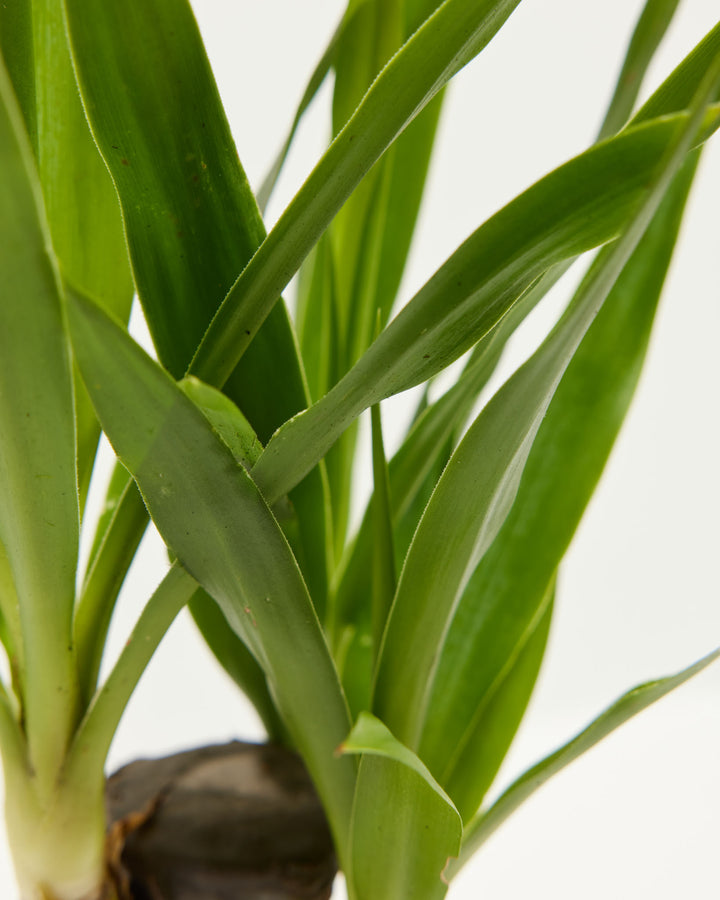 Yucca Cane Plant