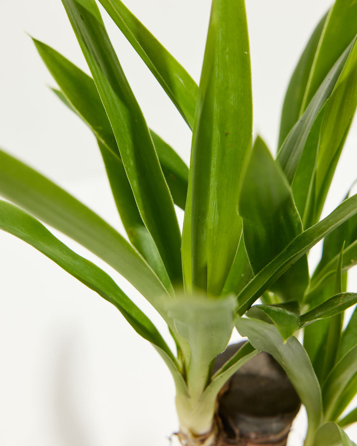 Yucca Cane Plant
