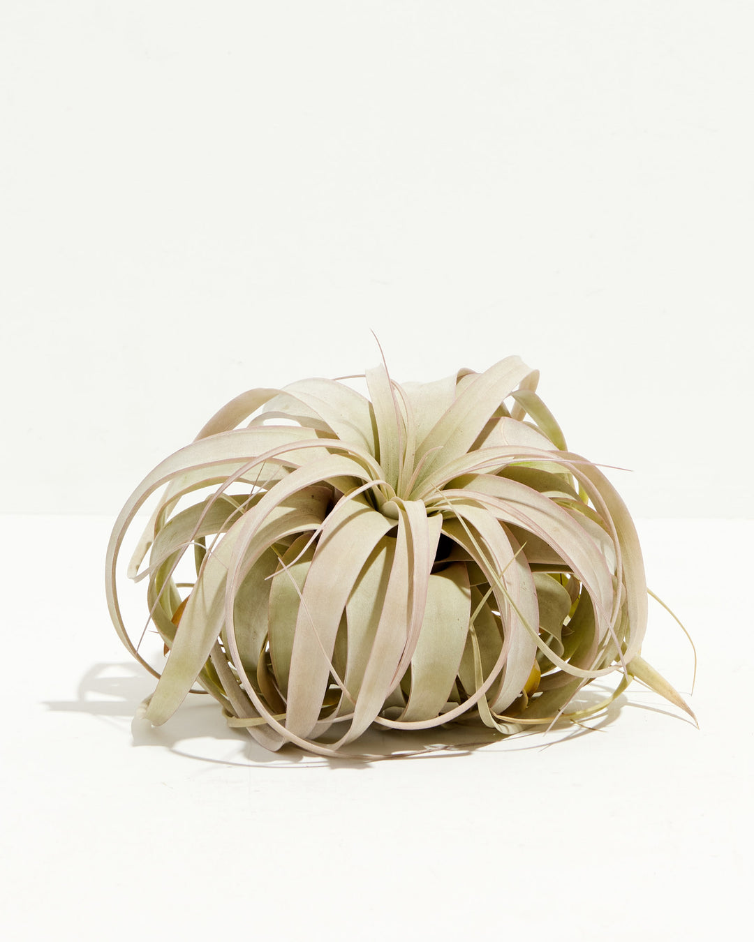 Tillandsia Xerographica Air Plant