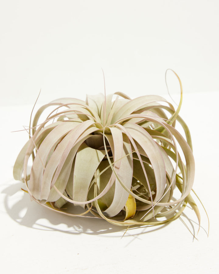Tillandsia Xerographica Air Plant