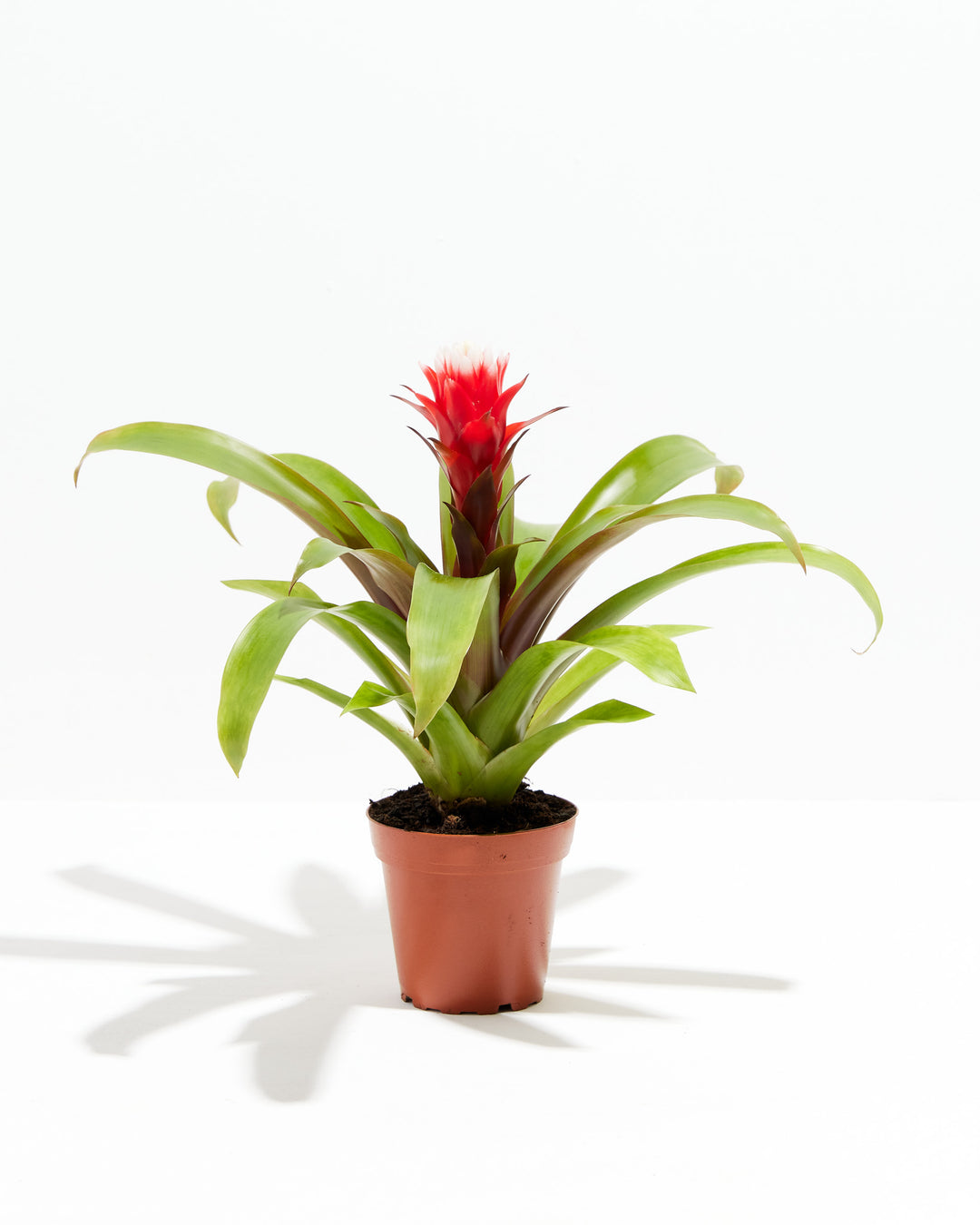 'Francesca' Guzmania Bromeliad, Lively Root, Plant, Size, Small, , 