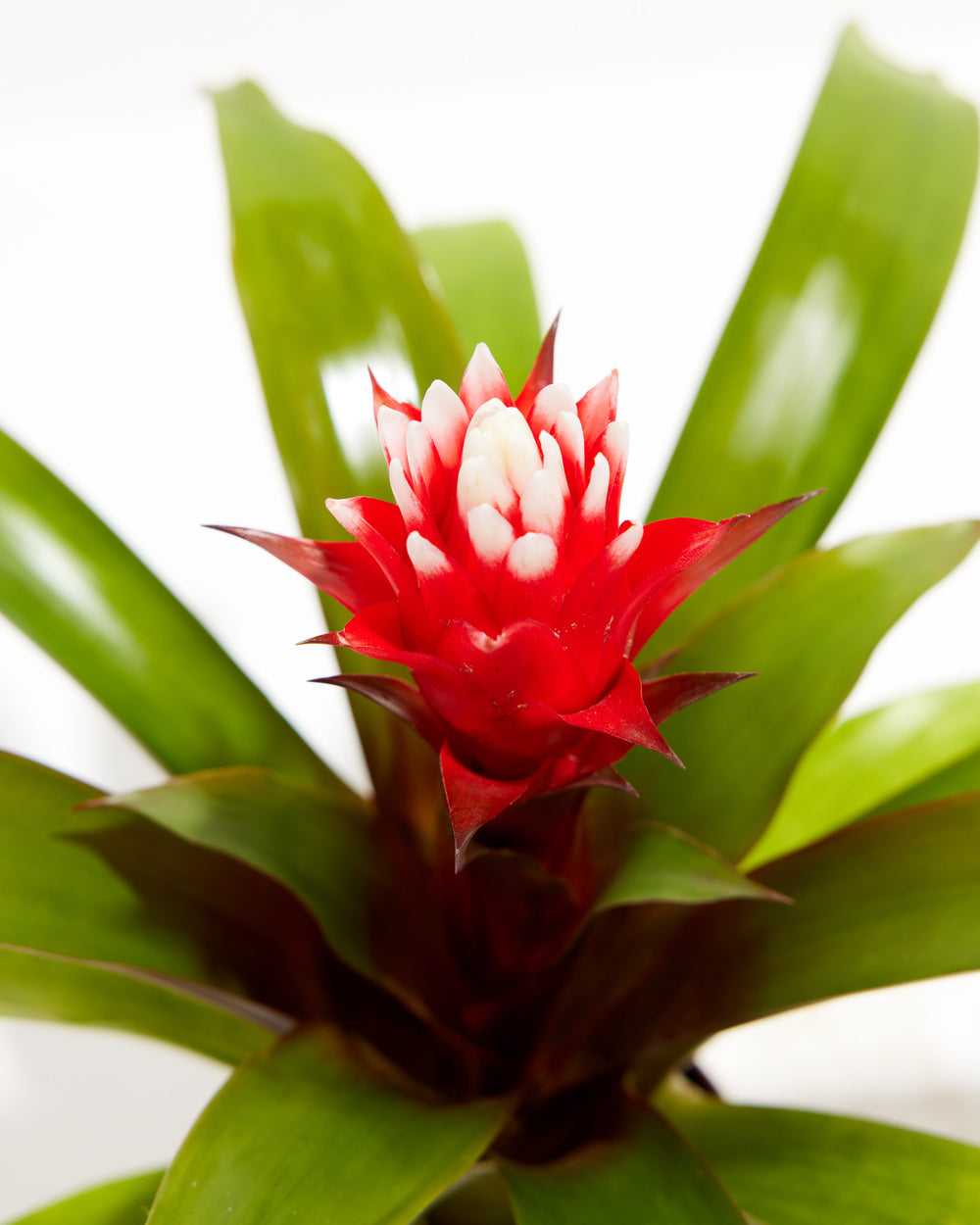 'Francesca' Guzmania Bromeliad, Lively Root, Plant, , , , 