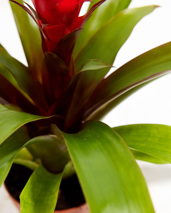 'Francesca' Guzmania Bromeliad, Lively Root, Plant, , , , 